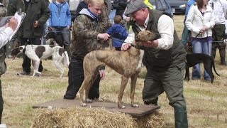 Lurcher Racing in Ireland [upl. by Hopper]