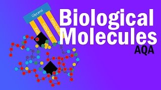 BIOLOGICAL MOLECULES  Detailed AQA Alevel Revision [upl. by Yrrep18]