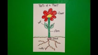 Lets Draw the Parts of a Plant [upl. by Akinot]