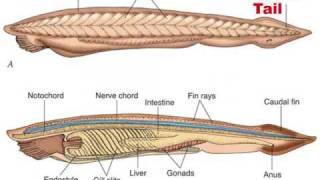 Chordate Evolution 12 [upl. by Traci]