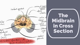 Midbrain in Cross Section [upl. by Eeliab604]