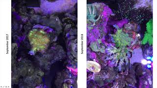 Forget what you know about nitrates and phosphates in reef tanks [upl. by Aikem]