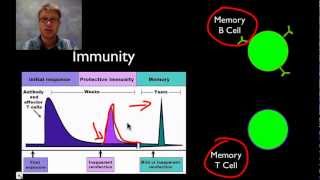 The Immune System [upl. by Asuncion]