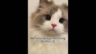 stay if your ugly part 9 ❤️ cutecat cute kitty cutekitty shorts [upl. by Adaiha]