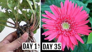 Simplest Way to GrowPropagate Gerbera from Cuttings [upl. by Folly688]