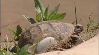 Les petites créatures du désert  documentaire animalier [upl. by Riobard]