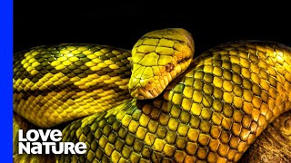 Australia’s Deadliest Snakes  Love Nature [upl. by Aihsas]