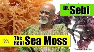 Dr Sebi Talks About The Real Sea Moss Health Benefits [upl. by Moretta]