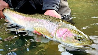 Wild Winter Steelhead Fishing 2 States 4 Rivers [upl. by Ulphia]