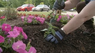 Planting Petunias Vinca and Salvia – Family Plot [upl. by Benedic342]