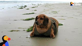 Obese Dachshund Loses 50 Pounds  OBIE  The Dodo [upl. by Trawets641]