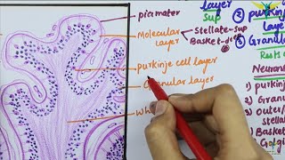 Histology of CEREBELLAR CORTEX [upl. by Llenrad]