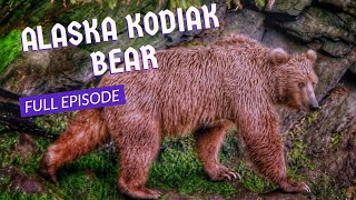 Kodiak Island Brown Bear Pt 1 [upl. by Eanahs693]