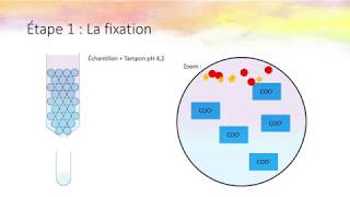 La chromatographie échangeuse dions [upl. by Fagan]